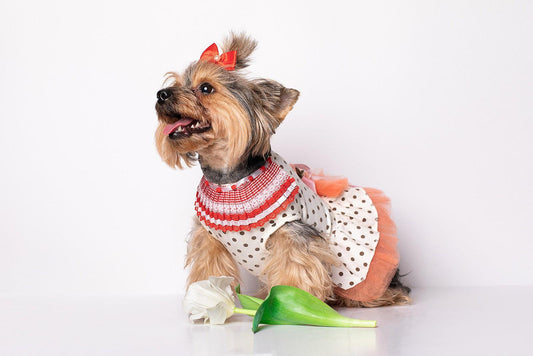 4 Easy Projects You Can Sew for Your Pets - Nature's Fabrics